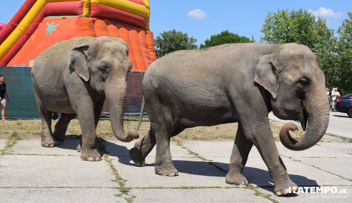 OTT JÁRTUNK – Pancsoló elefántok a Vágban Komáromnál (FOTÓK)